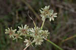 Royal flatsedge